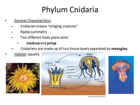 Phylum Cnidaria General Characteristics: – Cnidarian means “stinging creature.” – Radial symmetry – Two different body plans exist: medusa and polyp –