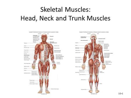 Skeletal Muscles: Head, Neck and Trunk Muscles 10-1.