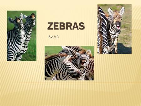 ZEBRAS By: MC.  Family: Equidae (horse)  Genus: Equus  Species: Equus quagga (Plains zebra), Equus zebra (Mountain zebra), Equus grevyi (Grevy's zebra)