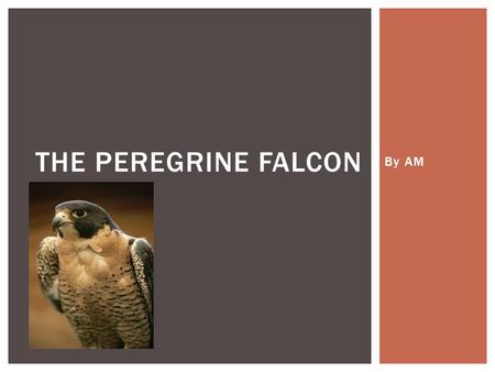 By AM THE PEREGRINE FALCON.  The peregrine falcon belongs to the Falconine family, its genus is called Falco, and its species is Raptor FAMILY, GENUS,
