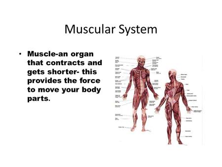 Muscular System Muscle-an organ that contracts and gets shorter- this provides the force to move your body parts.