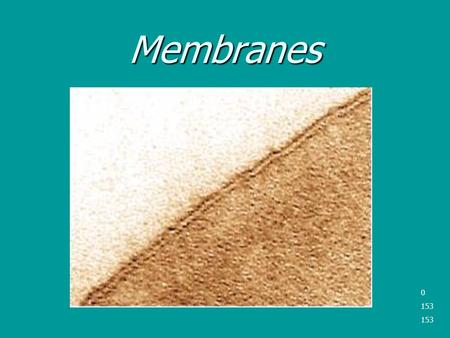 Membranes 0 153. The Plasma Membrane The Plasma membrane is approximately 8-nm thick and is selectively permeable. The Plasma membrane is approximately.