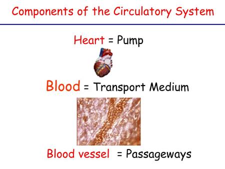 Blood = Transport Medium