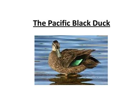 The Pacific Black Duck. Introduction The Pacific Black Duck is an interesting bird which lives in the Macquarie Marshes. The Pacific Black Ducks scientific.
