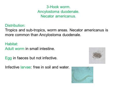 3-Hook worm. Ancylostoma duodenale. Necator americanus. Distribution: Tropics and sub-tropics, worm areas. Necator americanus is more common than Ancylostoma.
