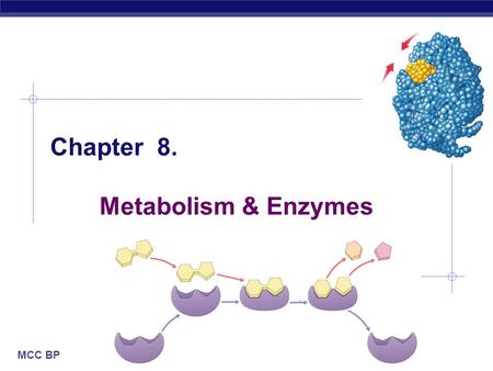 MCC BP Chapter 8. Metabolism & Enzymes. MCC BP Based on work by K. Foglia www.kimunity.com Flow of energy through life  Life is built on chemical reactions.