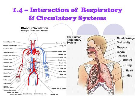 1.4 – Interaction of Respiratory & Circulatory Systems.