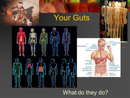 Your Guts What do they do?. The Skeletal System Provides a frame to support and protect body parts Protects organs like your brain Marrow in your bones.