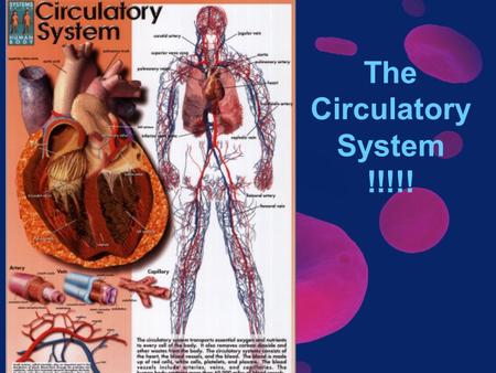 The Circulatory System !!!!!.  l?tracking=81347_A.