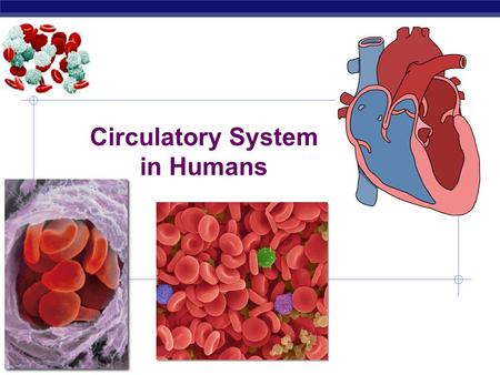 Regents Biology Circulatory System in Humans  Why do we need a circulatory system?  supplies in  fuel (sugars)  digestive system  oxygen  respiratory.