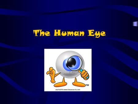 The Human Eye. A convex lens is the type of lens found in your eye. The lens takes light rays spreading out from objects and focuses the light, through.