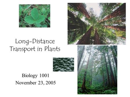 Long-Distance Transport in Plants