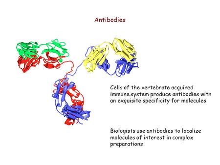 Antibodies Cells of the vertebrate acquired immune system produce antibodies with an exquisite specificity for molecules Biologists use antibodies to localize.