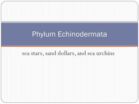Sea stars, sand dollars, and sea urchins Phylum Echinodermata.