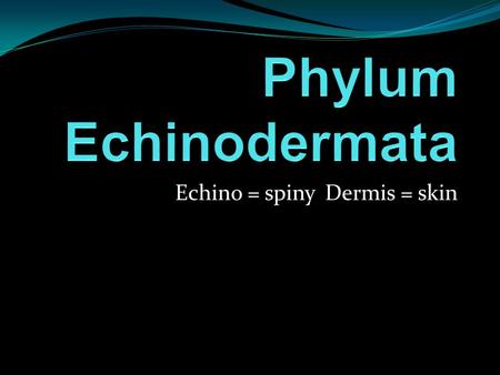 Echino = spinyDermis = skin. Phylum Echinodermata Echinoderms only live in the seas Examples are sea star, sea urchins, brittle stars, sea lilies, and.