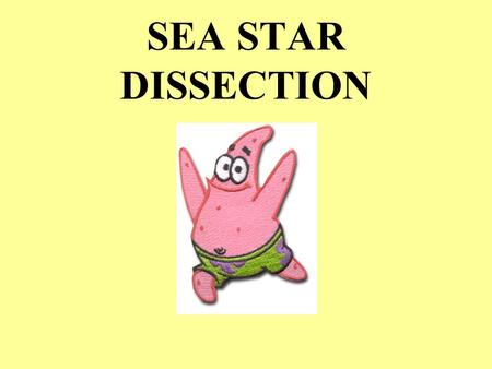 SEA STAR DISSECTION.