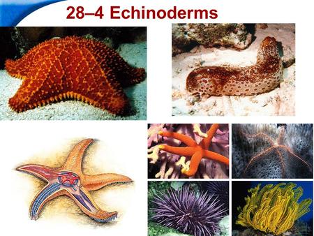 End Show Slide 1 of 37 28–4 Echinoderms. End Show 28–4 Echinoderms Slide 2 of 37 Copyright Pearson Prentice Hall What Is an Echinoderm? Echinoderms are.