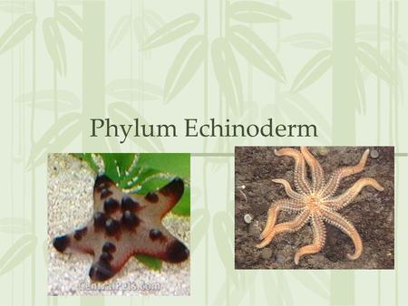 Phylum Echinoderm. Echinoderm Mostly sessil life Adult has no head or brain Central nervous system with nerves radiating into arms All marine Echinodermata.