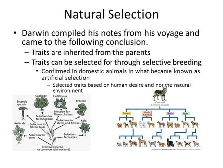 Natural Selection Darwin compiled his notes from his voyage and came to the following conclusion. – Traits are inherited from the parents – Traits can.