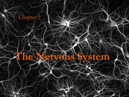 The Nervous System Chapter 9. Maintaining Homeostasis… Your body has physiological and biochemical mechanisms in place to help it maintain a stable internal.