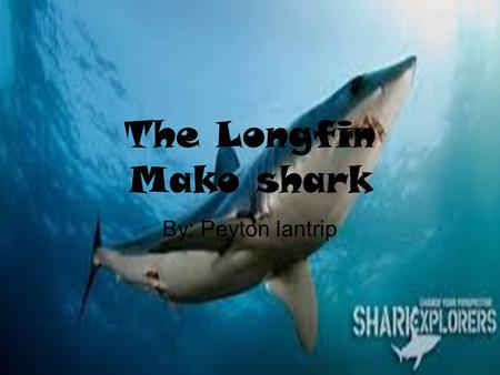 The Longfin Mako shark By: Peyton lantrip.