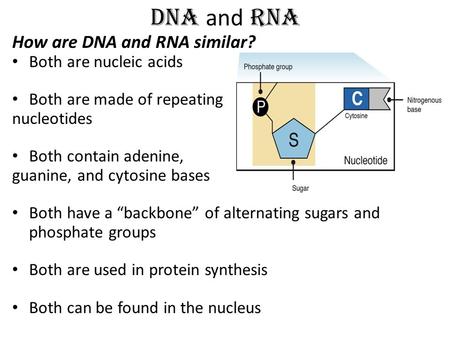 DNA and RNA How are DNA and RNA similar? Both are nucleic acids Both are made of repeating nucleotides Both contain adenine, guanine, and cytosine bases.