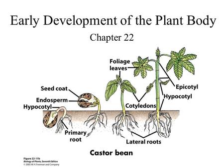 Early Development of the Plant Body Chapter 22. True or False 1)Embryogenesis is the formation of an embryo. 2)The developing embryo in angiosperms is.