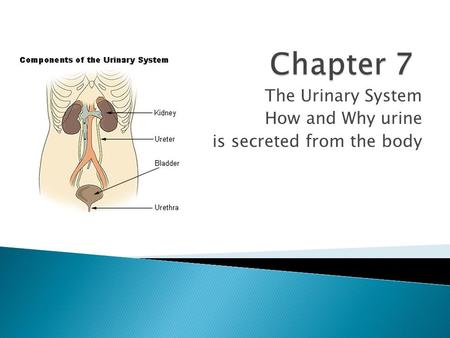 The Urinary System How and Why urine is secreted from the body.
