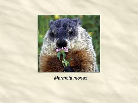 Marmota monax. 12 hr Daylight 12 hr Night Groundhog Day cross-quarter 12 hr Daylight 12 hr Night Shortest Day Longest Day Halloween cross-quarter May.