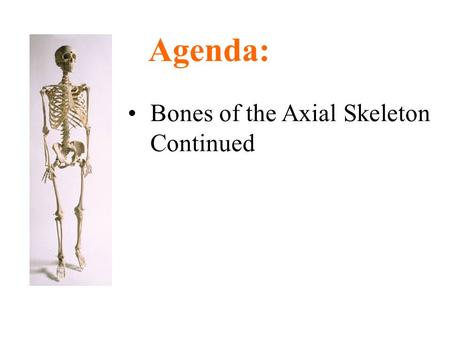 Bones of the Axial Skeleton Continued Agenda:. Double curvature of the spine - adaptation for upright posture Vertebral Column C1 = atlas C2 = axis C1.