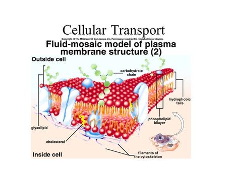 Cellular Transport. Cell membrane is selectively permeable Factors that affect permeability: –Size –Polarity –Presence or Absence or Protein Channels.