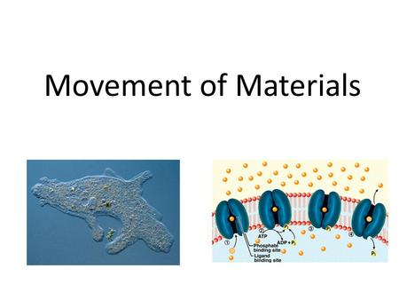 Movement of Materials. The transport of water and other types of molecules across membranes is the key to many processes in living organisms. Without.