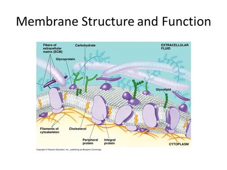 Membrane Structure and Function. Overview: Life at the Edge Plasma membrane -boundary that separates the living cell from its surroundings selective permeability,