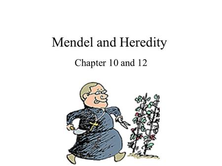 Mendel and Heredity Chapter 10 and 12.