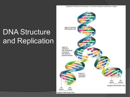 DNA Structure and Replication. Outline  DNA Structure Nitrogenous Bases Nucleotides  DNA Replication Semi Conservative Enzymes.