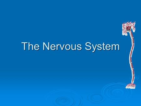 The Nervous System. Neurons: Basic Unit of the Nervous System  The basic unit of structure and function in the nervous system is the neuron, or nerve.