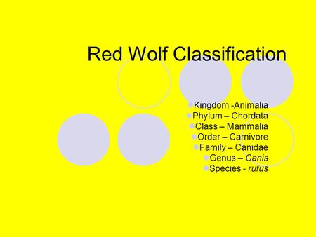Red Wolf Classification Kingdom -Animalia Phylum – Chordata Class – Mammalia Order – Carnivore Family – Canidae Genus – Canis Species - rufus.