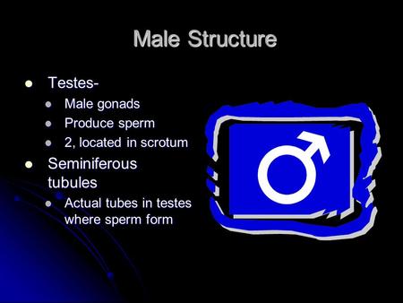 Male Structure Male Structure Testes- Testes- Male gonads Male gonads Produce sperm Produce sperm 2, located in scrotum 2, located in scrotum Seminiferous.