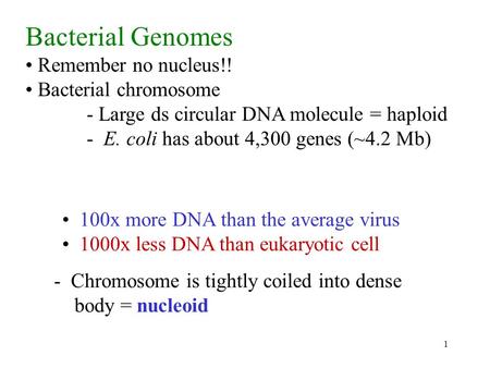 1 Bacterial Genomes Remember no nucleus!! Bacterial chromosome - Large ds circular DNA molecule = haploid - E. coli has about 4,300 genes (~4.2 Mb) 100x.