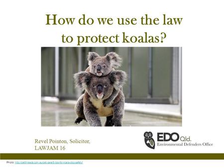 How do we use the law to protect koalas? Revel Pointon, Solicitor, LAWJAM 16 Photo:  /http://petthreads.com.au/pet-care/8-tips-for-koala-dog-safety.
