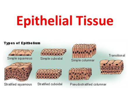 Epithelial Tissue.