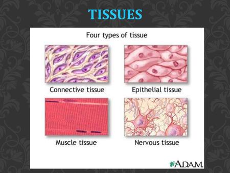 WHAT ARE TISSUES? Groups of cells that are similar in structure and perform a common or related function Basic tissue types: Epithelial Connective Muscle.