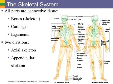 The Skeletal System All parts are connective tissue: Bones (skeleton)