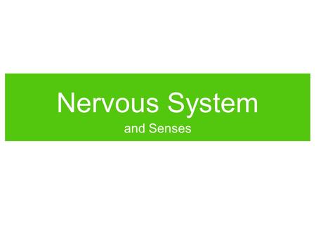 Nervous System and Senses. Neural Activity The Neuron Which direction does a signal travel down a neuron? What do you think a “signal” is? How do you.