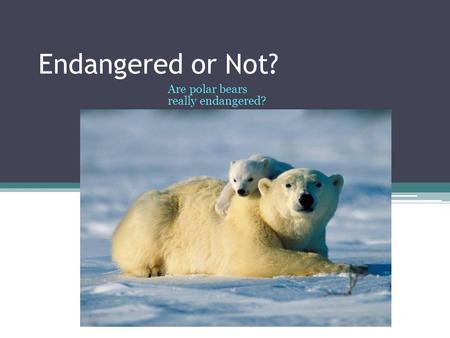 Endangered or Not? Are polar bears really endangered?