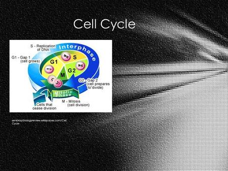 Cell Cycle seniorapbiologyreview.wikispaces.com/Cell Cycle.