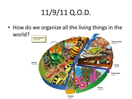11/9/11 Q.O.D. How do we organize all the living things in the world?