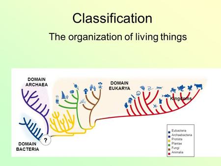 Classification The organization of living things Kingdoms Eubacteria Archaebacteria Protista Plantae Fungi Animalia DOMAIN EUKARYA DOMAIN ARCHAEA DOMAIN.