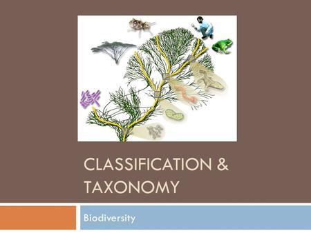 Classification & Taxonomy