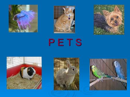 P E T S. THE BASIC NEEDS OF PETS food water food water shelter love shelter love.